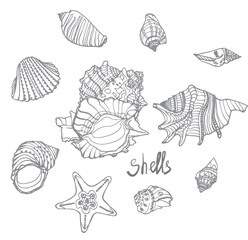 seashells drawing, nautical theme, sketch vector graphic monochrome illustration isolated on white background