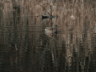 reflection of trees in the water