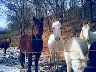  brązowy i biały koń w promieniach słońca za ogrodzeniem wczesną zimą na tle drzew 