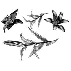 flower Lily set of elements Bud blooming and leaves, sketch vector illustration in graphic style on white background