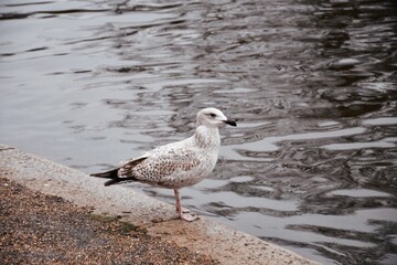 white seagull on a rock