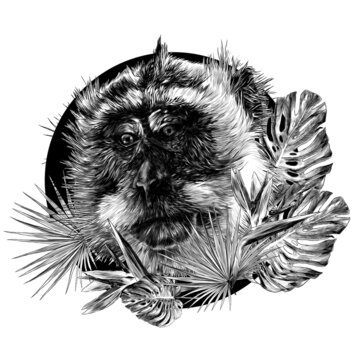 monkey head looks slightly sideways with downcast eyes round composition with tropical plants on the edges, sketch vector illustration in graphic style on a white background