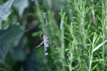 Spinne