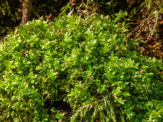 Caucasus Mountains, Adygea. Subtropical forest, moss on a stone.