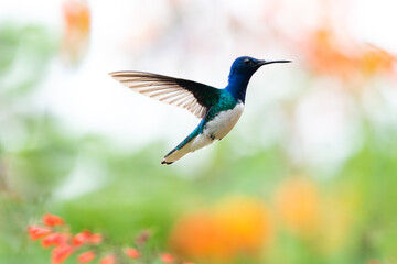 Colorful and tropical male White-necked Jacobin hummingbird, Florisuga mellivora, hovering in the air in a garden with a colorful blurred background.