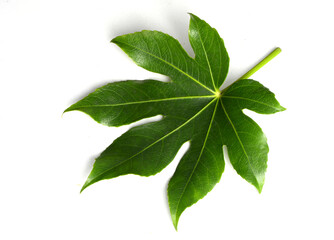 Obraz premium green leaves isolated on white background