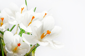 Fototapeta na wymiar White crocuses in spring on white background with copy space