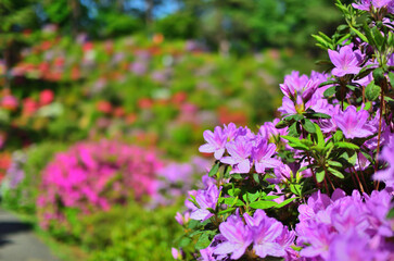  東京都青梅市塩船観音寺の満開のツツジの花