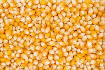 Small corn kernels on a monochrome background