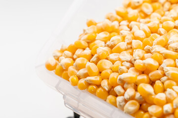 Small corn kernels on a monochrome background