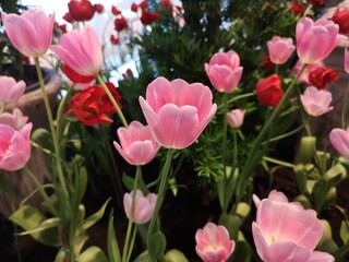 Obraz na płótnie Canvas pink tulip flower booming beautiful in nature blurred of background
