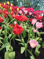 red tulip flower booming beautiful in nature blurred of background