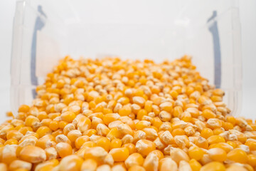 Small corn kernels on a monochrome background