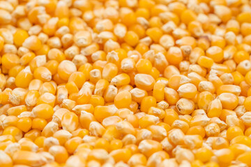 Small corn kernels on a monochrome background