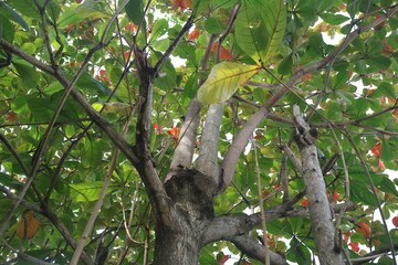 green and lush ketapan tree