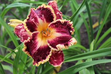 Duke Of Gascone. Luxury flower daylily in the garden close-up. The daylily is a flowering plant in the genus Hemerocallis. Edible flower.