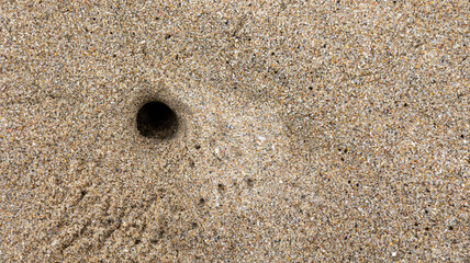 Fototapeta na wymiar sand crap hole in beach sand