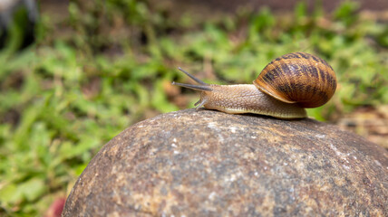 close up of a snail on a stone