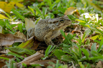 side view of a frog in grass