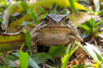 close up of frog front view