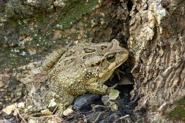close up of a camoflaged frog