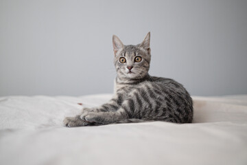 Fototapeta na wymiar Charming gray striped scared cat lying on the bed. Cozy home concept