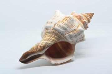 A large sea shell on a white background