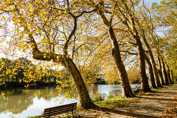 Promenade en bord de rivière tranquille avec personnage sur un banc et arbres centenaires alignés en automne. La Sèvre Nantaise à Nantes, platanes de la Persagotière.