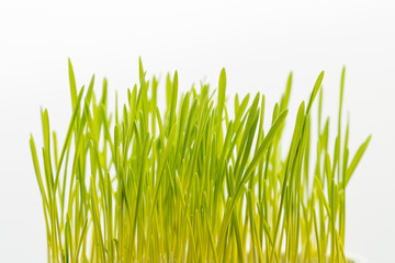 Potted wheatgrass on monochrome background