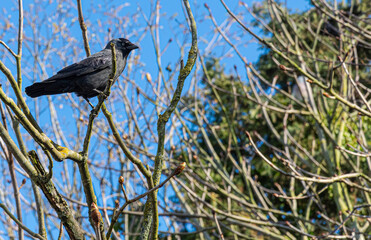 Beautiful young black jackdaw is resting on branches of a tree