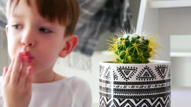 A cute boy touches the cactus but the needles prick him and he looks at it smiling