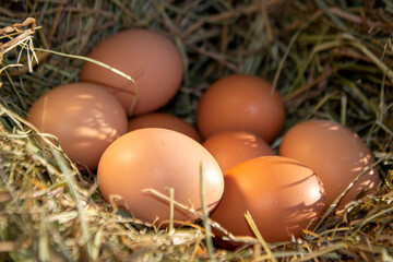 Chicken eggs in a hay nest