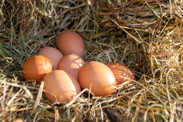 Chicken eggs in a hay nest