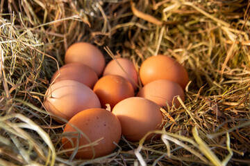 Chicken eggs in a hay nest