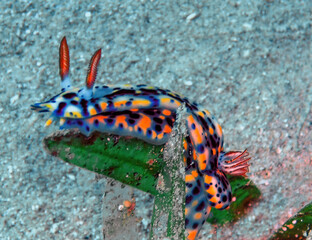 A Fire Hypselodoris (Hypselodoris infucata) in the Red Sea, Egypt