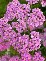 pink hydrangea flowers