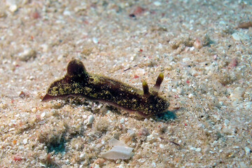 A Jorunna sp. dorid nudibranch in the Red Sea, Egypt