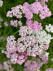 pink and white flower