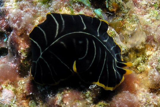 A Divided Flatworm (Pseudoceros dimidiatus) in the Red Sea