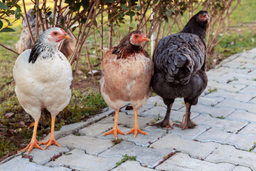 Three cute chickens standing on the ground. Grey, brown and black hens walking outside. Selective focus.