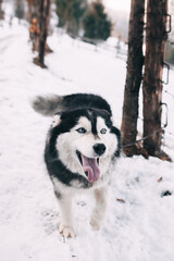 siberian husky dog