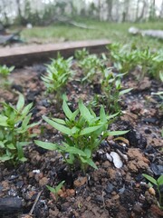 sprout in the garden