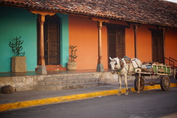 ニカラグア・グラナダ市街に立つ馬