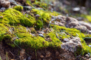Fototapeta na wymiar Сlose up view of green moss growing on stones in forest. Blurred background.