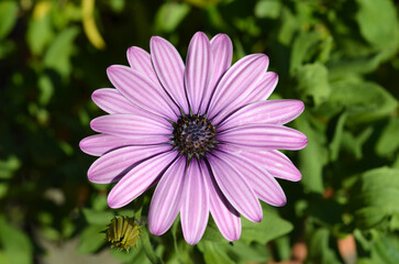 macro image of purple gazania flower