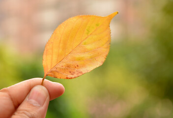hand holding a leaf