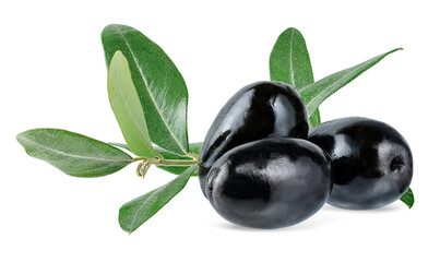 Black olives with green branch isolated on white background with clipping path.