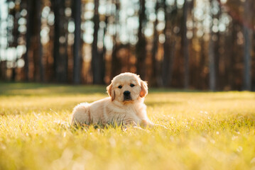 Golden retriever puppy playing at a park field at sunset with golden trees in the background....