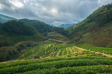 Fototapeta na wymiar Beautiful tea plantations in hills, Chiang Mai province, Thailand.