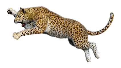 3D Rendering Big Cat Leopard on White